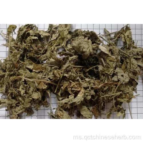 Artemisiae Argyi Folium berkualiti tinggi